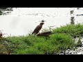 bank myna alarm call bank myna sound bank myna call bank myna vocals bank myna chirping