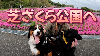 大型犬2頭と芝ざくら公園に行って来ました！