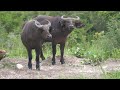 india wildlife in 4k amazing scenes of india s animals scenic relaxation film