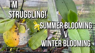 Coffee \u0026 Orchid Chat. Summer Blooming versus Winter Blooming Phalaenopsis Hybrids. Which I Prefer?