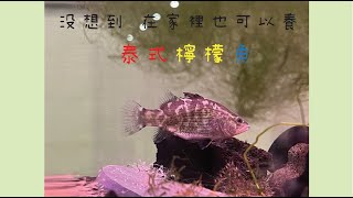 在家裡用淡水養鱸魚  記錄牠的生長進食過程#金目鱸#活魚餵食#鱸魚苗#泰式檸檬魚#淡化