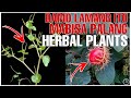 Bhes Tv; DAMO LAMANG ANG MGA ITO, MABISA PALANG HERBAL PLANTS