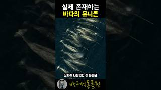 바다에 실존하는 유니콘 - 일각돌고래 🐬