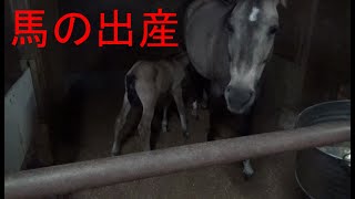 馬の出産　後編【乗馬・馬術】