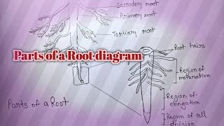 Most important diagram | Parts of a Root diagram very easily!!..