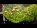 beautiful small natural aquarium best fish tank aquarium