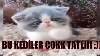 En Sevimli Yavru Kedi Videoları / #FunnyVideo #FunnyCat