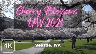 Seattle's Best Cherry Blossom Walk in 4K at University of Washington UW, Seattle WA Spring 2021