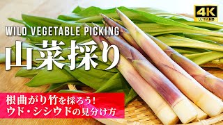 Japanese wild plants [Wild vegetable] bamboo shoots