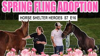 20 Animals Found FOREVER Homes! I Horse Shelter Heroes - S7 E16
