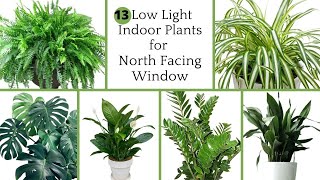 13 Great Low Light Houseplants for North Facing Windows / Indoor Plants for North Facing Windows