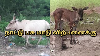 அழகிய நாட்டு மாடு விற்பனைக்கு முழு காணொலி பாருங்கள்