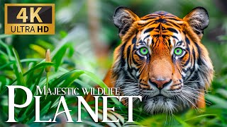 Majestic Wildlife Planet 4K 🌍 Incredible Expedition Animals with Soothing Piano Melodies 🎶 Calm