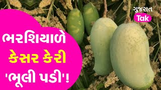 ભરશિયાળે કેસર કેરી 'ભૂલી પડી'! Porbandar મા ભર શિયાળે કેસર કેરીની આવક, 1 કિલોના બોલાયા 700 રૂ!|GT