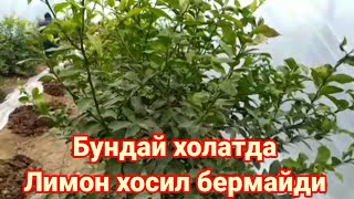 31 01 2022 Лимонларда хосилдорликни камайиши ва унинг сабаблари Устоз МухаммадЮсуф Хожиакадан