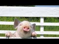 How to Prepare Home for Potbellied Pig | Pet Pigs How to Prepare Home for Potbellied Pig | Pet Pigs