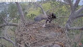 Kisatchie National Forest E 3 Nest Cam 2 side view –Valentine is trying a wind