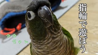 指輪で遊ぶインコ【ウロコインコのみみちゃん】