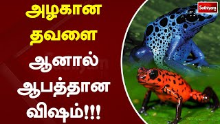 அழகான தவளை ஆனால் ஆபத்தான விஷம்!!! | Web Special | Sathiyam Tv | Frog