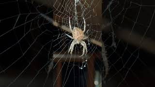 HUGE HAIRY SPIDER IN SHED! #viral #creepy #halloween #spookyseason #ytshorts #ytshort #trending