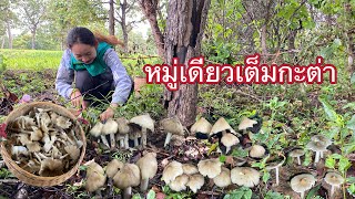 หมานอีกแล้วสองเสี่ยวเจอเห็ดปลวกหมู่เดียวเต็มกะต่า🍄🍄28/7/2024