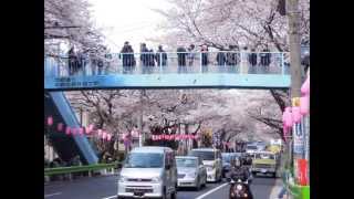 桜のトンネル（沢田聖子） with　中野通り