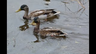 採餌中の色の薄いマガモ@洲原池 / feeding Mallards in Eclipse @Suhara Pond