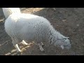 فيديو جديد من سوق الأسبوعي عين عائشة إقليم تاونات من رحبة الغنم 🐏🐑 ناس_تاونات عين_عائشة