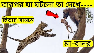 ভুল প্রানি শিকার করতে আসলে এমনি হয়😱 Animal moments