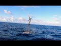 catching sailfish 30 miles offshore in costa rica