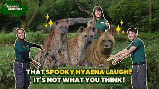 Mandai Monthly: That spooky hyaena laugh? It's not what you think!