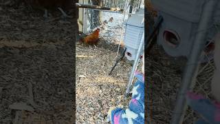 Only breed what you know #chicken #backyardchickens #rooster #freerangechickens #shorts