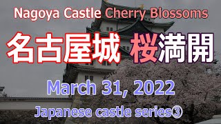 名古屋城 桜満開 3月31日