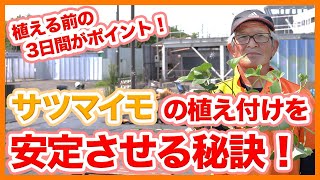 家庭菜園や農園のサツマイモ栽培は植える前の3日間が重要！？植え付けを安定させるサツマイモの育て方を解説！【農家直伝】Planting Tips for Sweet Potato Cultivation