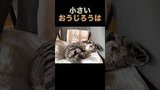 【※鬼かわ❤️】かわいいだけじゃダメですか？】　#shorts #子猫#Kitten#猫#保護猫