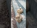 So cute little pets 🥰🐾 #cuteanimals  #fypシ゚viral #paw-sitivevibes