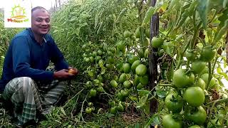 খুলনায় বাহুবলী টমেটো রোপণ করে মোটরবাইক কেনার স্বপ্ন দেখছেন আদর্শ চাষী শাহজান শেখ