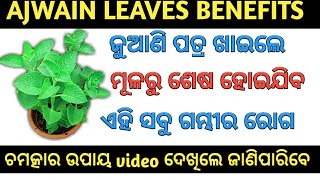 ଜୁଆଣି ପତ୍ର ର ଉପକାରିତା || juani patra ra upakarita odia || ajwain leaves benefits in odia