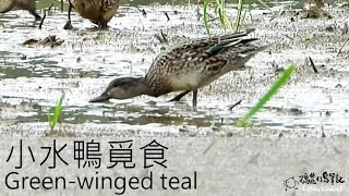 小水鴨覓食 Green-winged teal (20221029) 4K