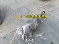 叛逆的猫咪，满脸不服气的样子。十斤的猫，九斤的反骨。 反骨猫