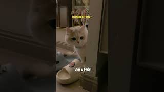 【#薄荷猫猫甜不甜】怎么会有小猫又怂又凶的!取了个外卖小猫内心上演了一遍宫斗!#薄荷猫猫 #治愈系猫咪 #我和我的猫 #仙女猫