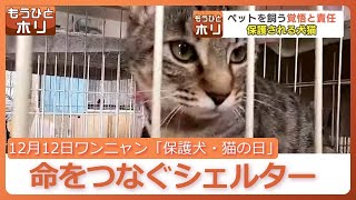 12月12日はワンニャン語呂合わせで「保護犬・猫の日」飼えなくなった犬猫の保護　獣医学を学ぶ学生が世話しながら飼い主を探すシェルターが北海道に