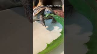 【ヒガシヘルマンリクガメ】もうすぐ生後五ヶ月食事の様子