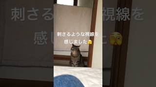 ご飯の催促が凄い🫣 #cat #ねこ #猫