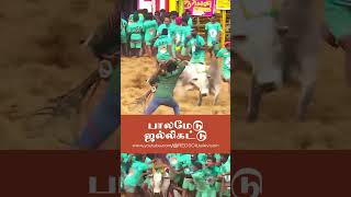 மதுரை பாலமேடு ஜல்லிகட்டு | Madurai palamedu jallikattu | Pongal 2025 | Red Soil #animal #pongal2025