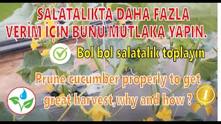 Salatalıkta budama işlemi nasıl yapılır.Hıyarda yüksek verim için bunu yapın.Pruning cucumber.