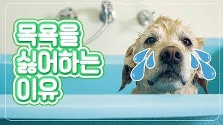 [개스맨] 강아지들이 목욕을 싫어하는 이유!ㅣ반해