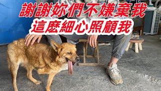 狗狗失去壹條腿，又因犬瘟有嚴重後遺症，舌頭無法收回且不停抽搐