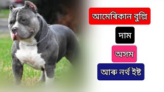 Dog Price in Assam and North East ! Show line American Bully Price in Assam in 2022