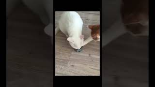 バズり猫www🐈ハプニング動画【爆笑注意】cat happening video #猫 #おもしろ #動物 #癒し